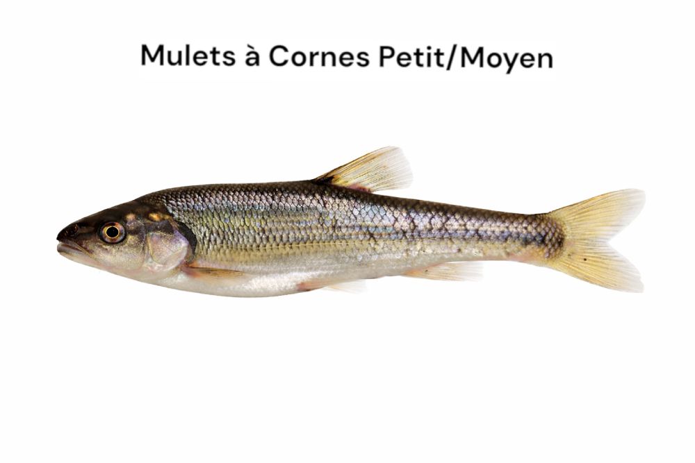 ménés de mulets à cornes