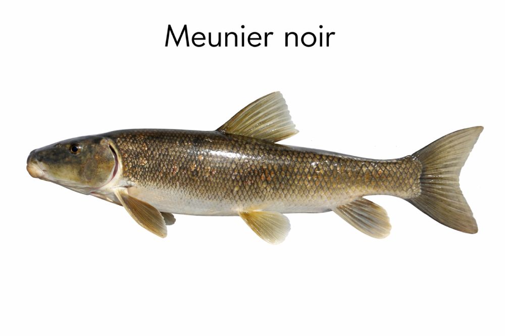 ménés de meunier noir
