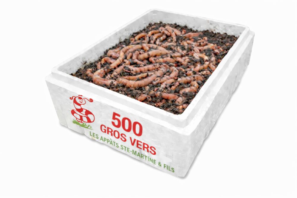 vers de terre gros - format 500